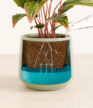 Load image into Gallery viewer, Turquoise