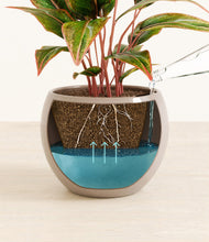 Load image into Gallery viewer, Desert Brown