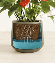 Load image into Gallery viewer, Olive