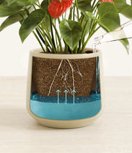 Load image into Gallery viewer, Almond Green