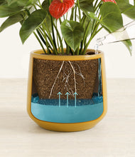 Load image into Gallery viewer, Mustard