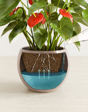 Load image into Gallery viewer, Desert Brown