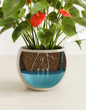 Load image into Gallery viewer, Shiny EggWhite