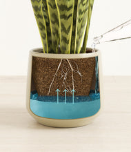 Load image into Gallery viewer, Almond Green