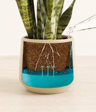 Load image into Gallery viewer, Almond Green