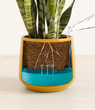 Load image into Gallery viewer, Mustard