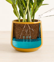 Load image into Gallery viewer, Mustard