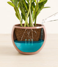 Load image into Gallery viewer, Calm Rose