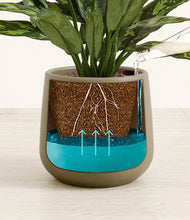 Load image into Gallery viewer, Olive