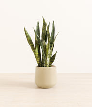 Load image into Gallery viewer, Almond Green*****Profile