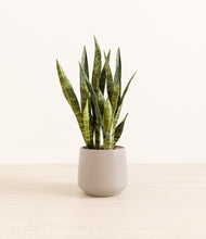 Load image into Gallery viewer, Eternal Gray*****Profile