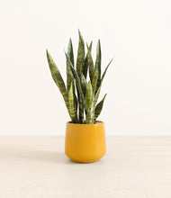 Load image into Gallery viewer, Mustard*****Profile