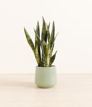 Load image into Gallery viewer, Turquoise*****Profile