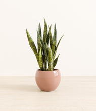 Load image into Gallery viewer, Calm Rose*****Profile