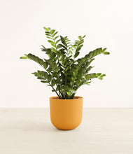 Load image into Gallery viewer, Sunset Orange*****Profile