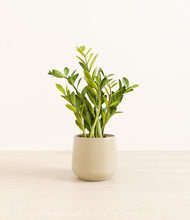 Load image into Gallery viewer, Almond Green*****Profile