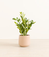 Load image into Gallery viewer, Gentle Pink*****Profile