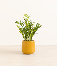 Load image into Gallery viewer, Mustard*****Profile