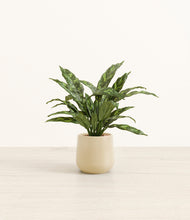 Load image into Gallery viewer, Almond Green*****Profile