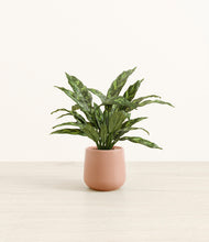 Load image into Gallery viewer, Calm Rose*****Profile