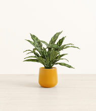 Load image into Gallery viewer, Mustard*****Profile