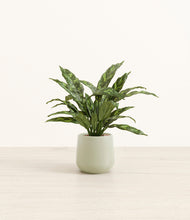 Load image into Gallery viewer, Turquoise*****Profile