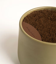 Load image into Gallery viewer, Olive