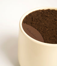 Load image into Gallery viewer, Almond Green