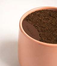 Load image into Gallery viewer, Calm Rose