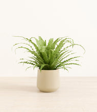 Load image into Gallery viewer, Almond Green*****Profile