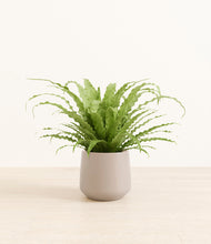 Load image into Gallery viewer, Eternal Gray*****Profile