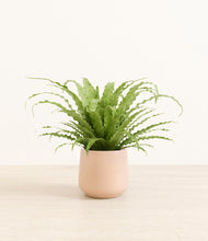 Load image into Gallery viewer, Gentle Pink*****Profile