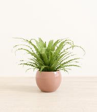 Load image into Gallery viewer, Calm Rose*****Profile