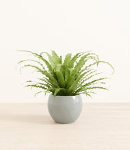 Load image into Gallery viewer, Deep Ocean*****Profile