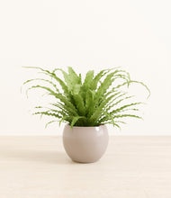 Load image into Gallery viewer, Desert Brown*****Profile