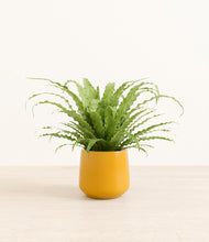 Load image into Gallery viewer, Mustard*****Profile