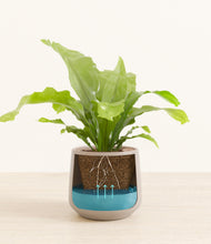 Load image into Gallery viewer, Eternal Gray