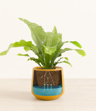 Load image into Gallery viewer, Mustard