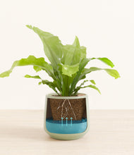 Load image into Gallery viewer, Turquoise