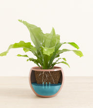 Load image into Gallery viewer, Calm Rose