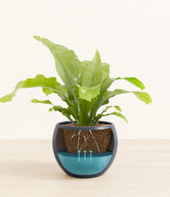 Load image into Gallery viewer, Deep Navy