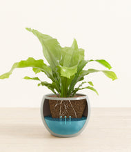 Load image into Gallery viewer, Deep Ocean