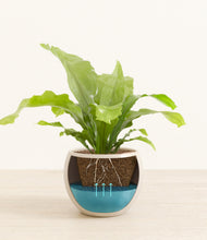 Load image into Gallery viewer, Shiny EggWhite