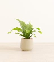 Load image into Gallery viewer, Almond Green*****Profile