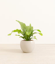 Load image into Gallery viewer, Shiny EggWhite*****Profile