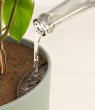 Load image into Gallery viewer, Sage Green stand:all