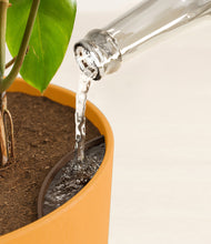 Load image into Gallery viewer, Sunset Orange stand:all