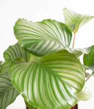 Load image into Gallery viewer, ALL