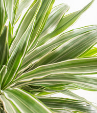 Load image into Gallery viewer, ALL