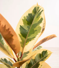 Load image into Gallery viewer, ALL